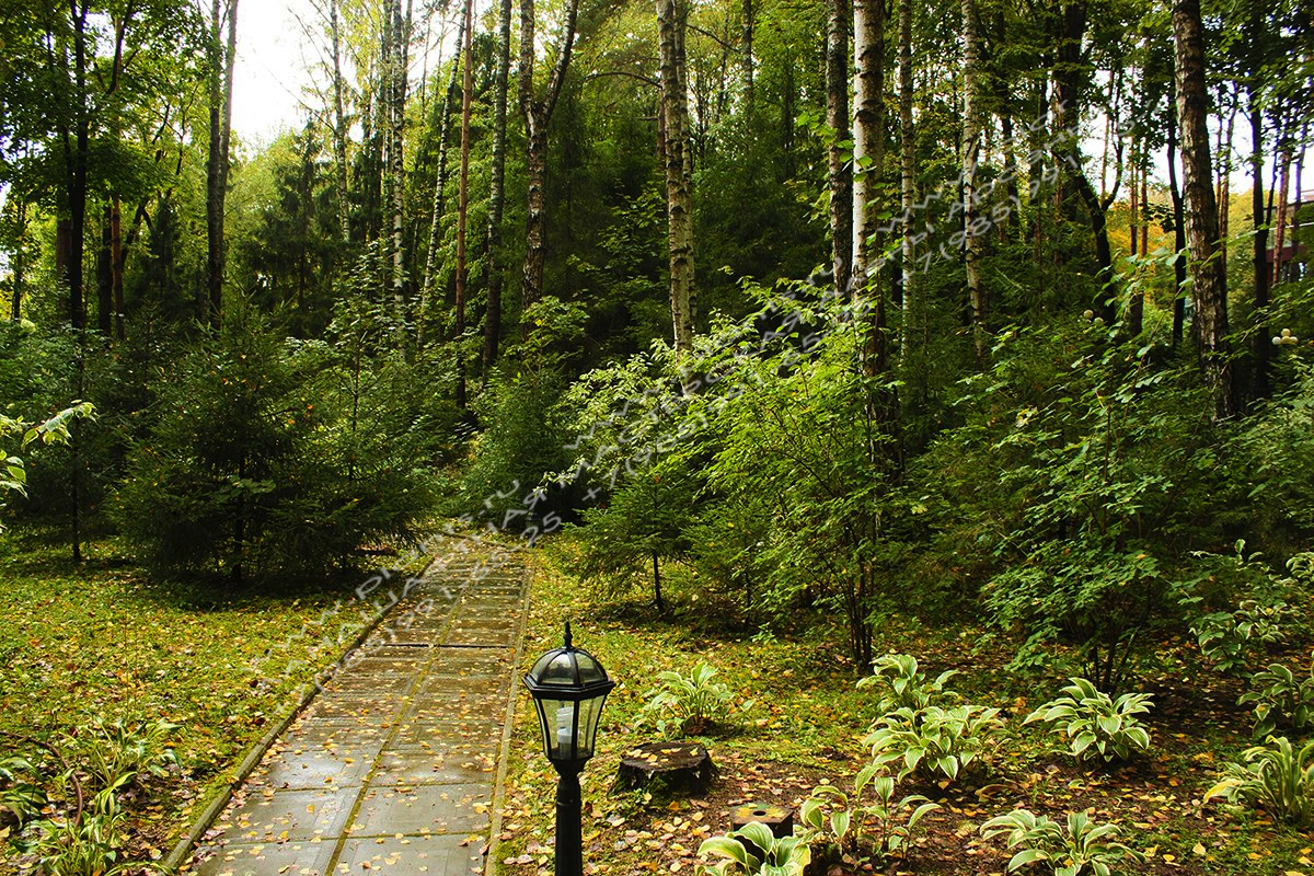 Прогулки по участку с ландшафтным дизайном лесной части